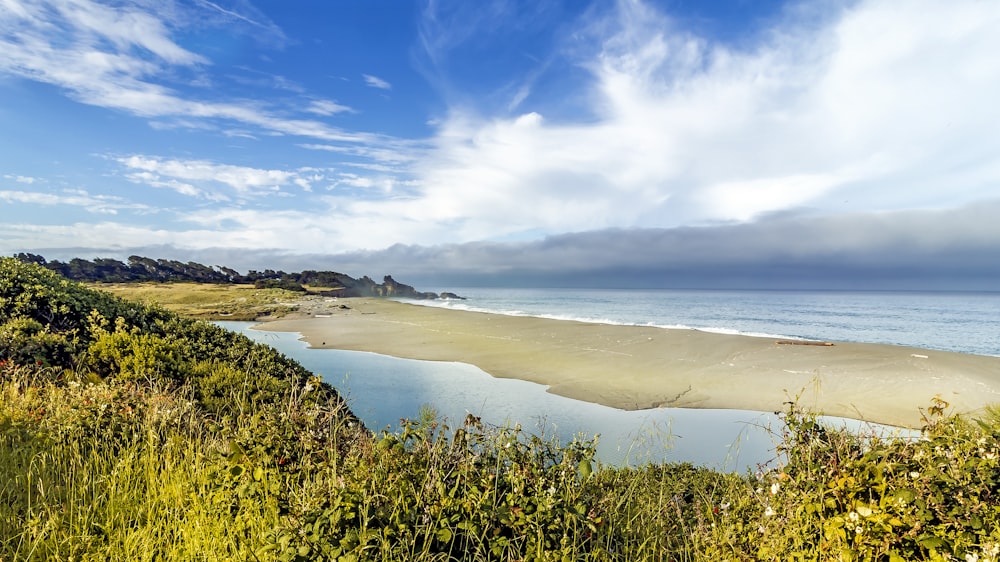 green grass on seashore during daytime