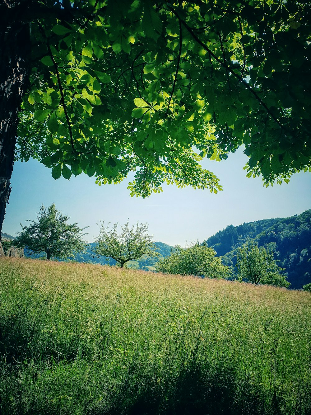 green grass field during daytime