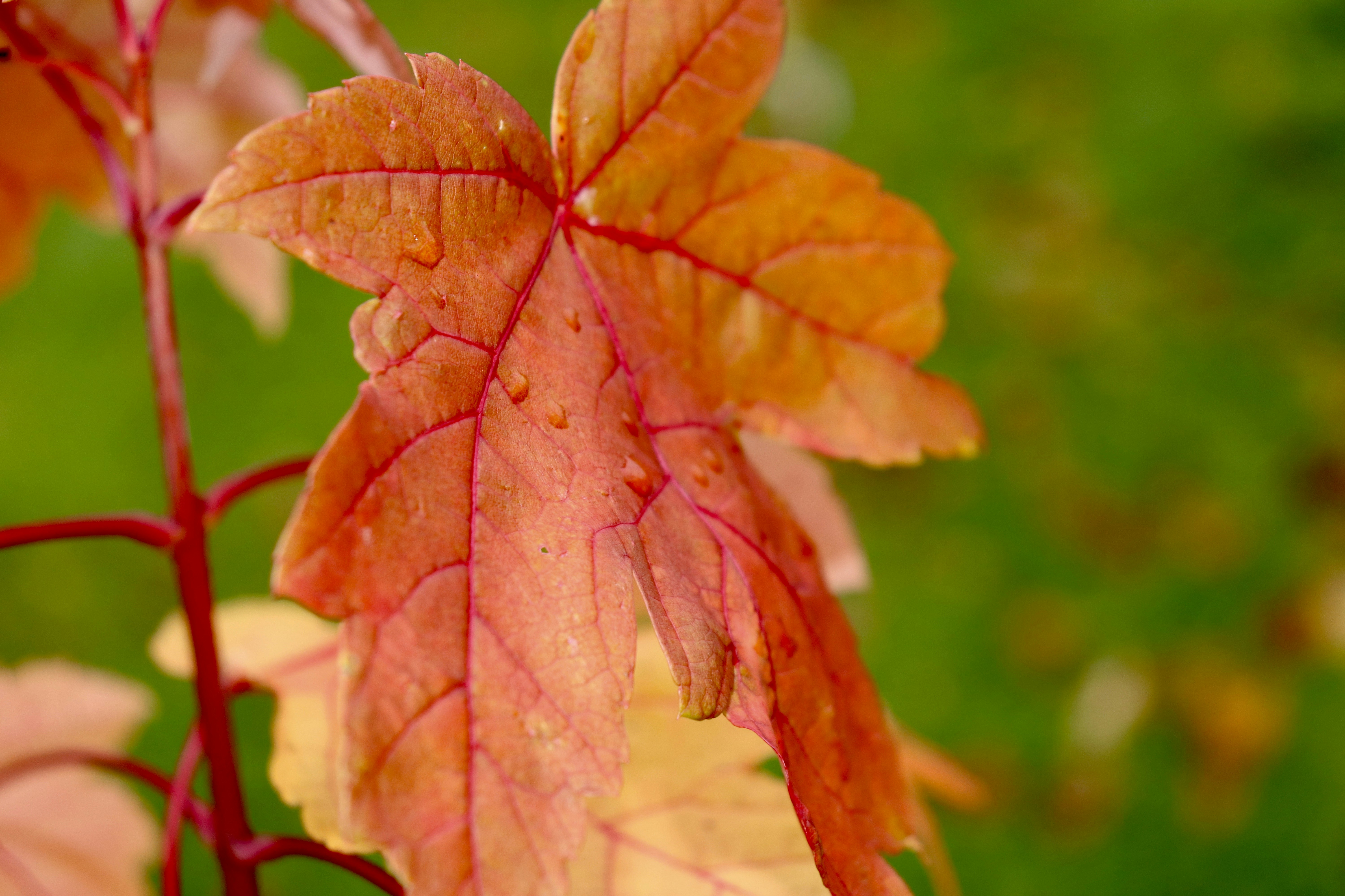 Photo by alexialabranche