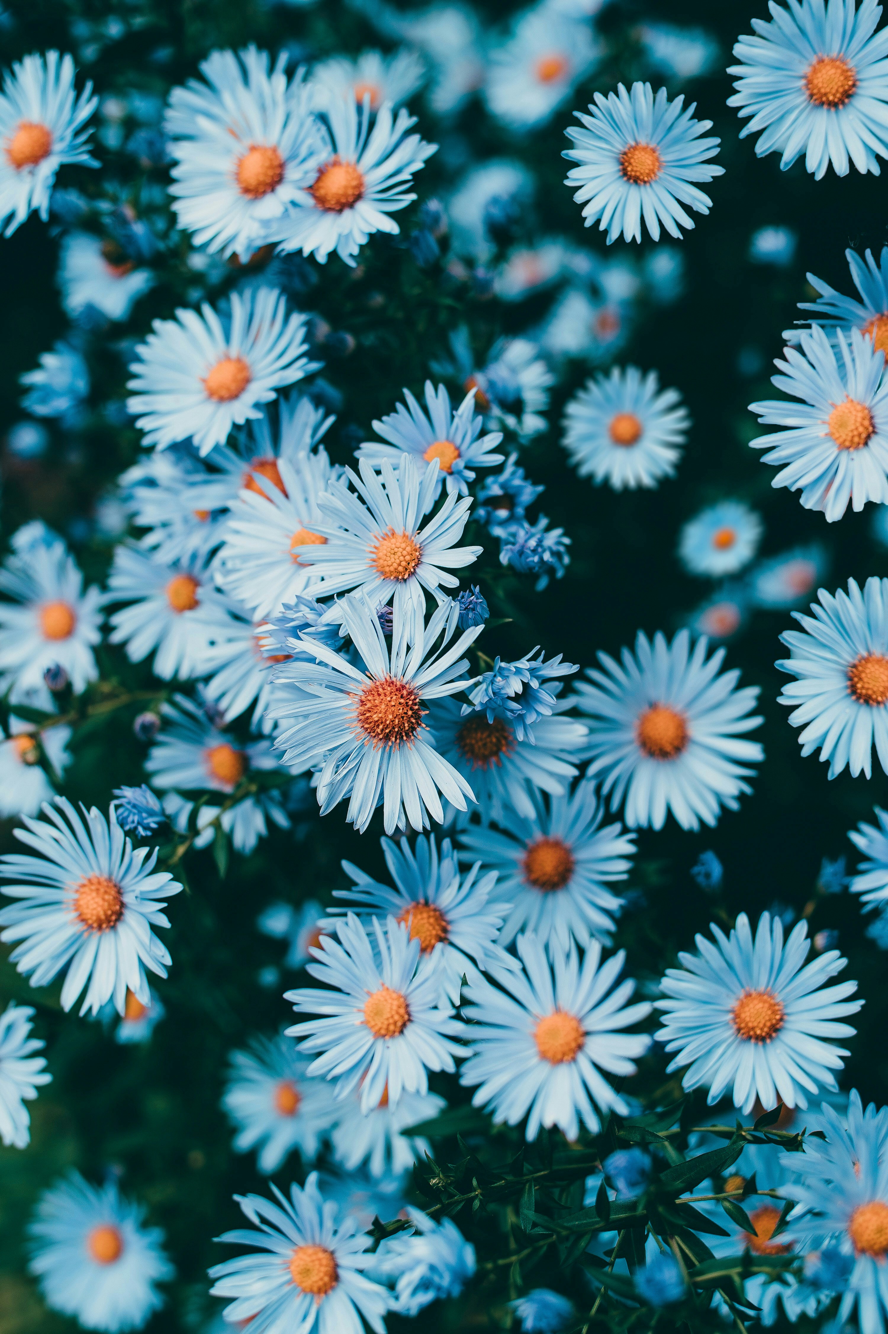A field of delicate blue aster flowers with orange centers.