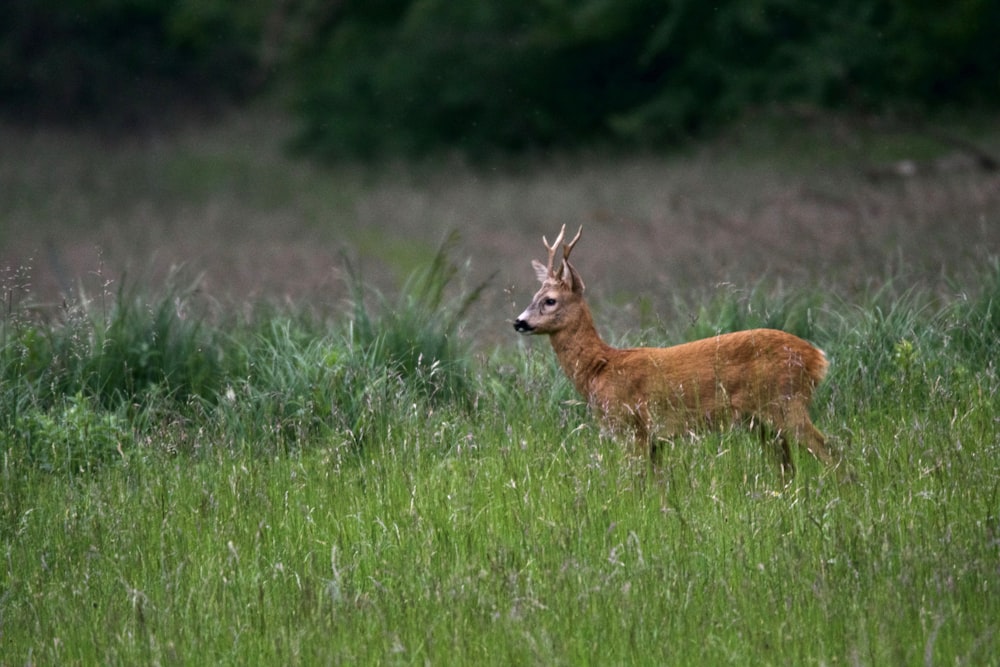 brown deer on green grass field during daytime