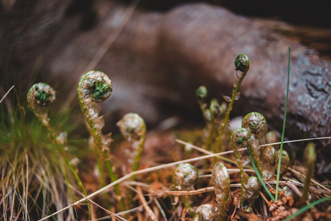 green grass with water droplets