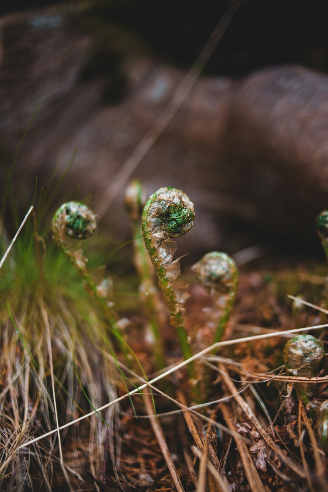 green grass with water droplets