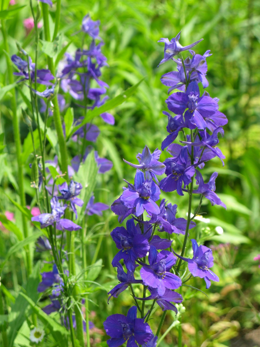 purple flowers in tilt shift lens