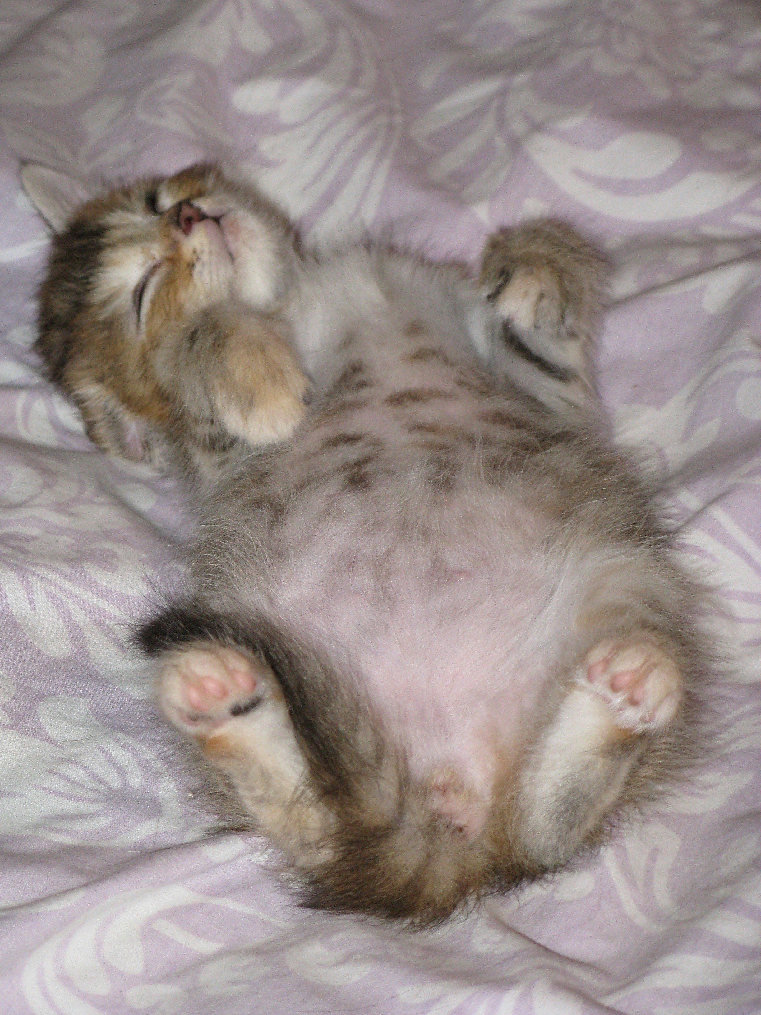 Belly-Up Invitation: Trust or Trap? (image credits: unsplash)