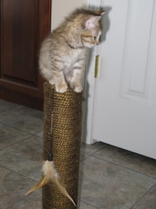 A kitten is perched on top of a tall, rope-wrapped scratching post. The floor is tiled, and the room appears to have a door and a cabinet in the background. A feathered toy hangs from the scratching post.