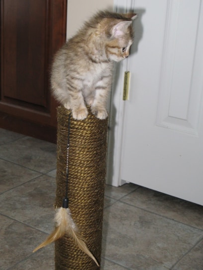 A kitten is perched on top of a tall, rope-wrapped scratching post. The floor is tiled, and the room appears to have a door and a cabinet in the background. A feathered toy hangs from the scratching post.
