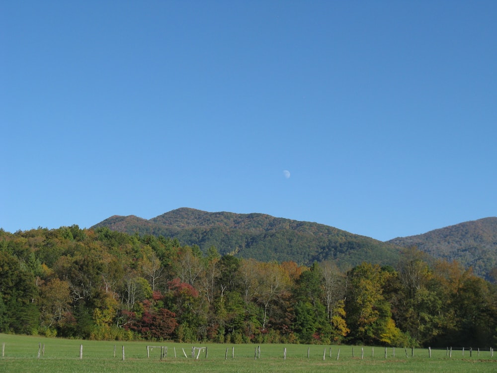 green grass field near green trees under blue sky during daytime