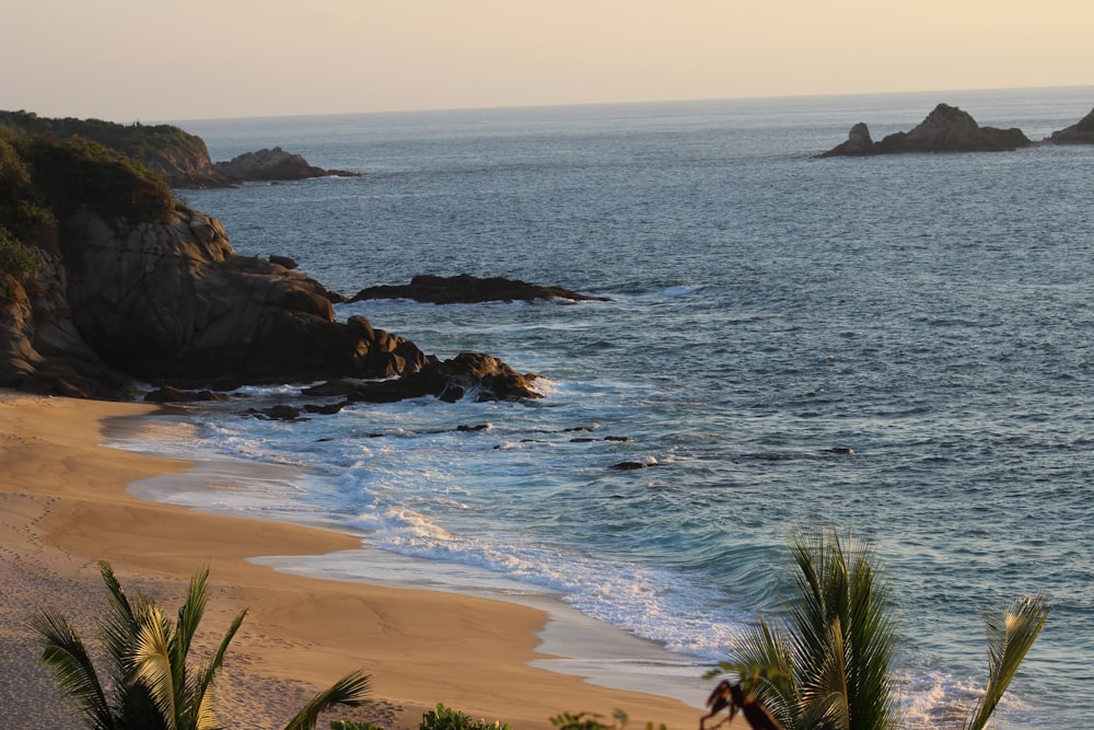 green palm tree on seashore during daytime