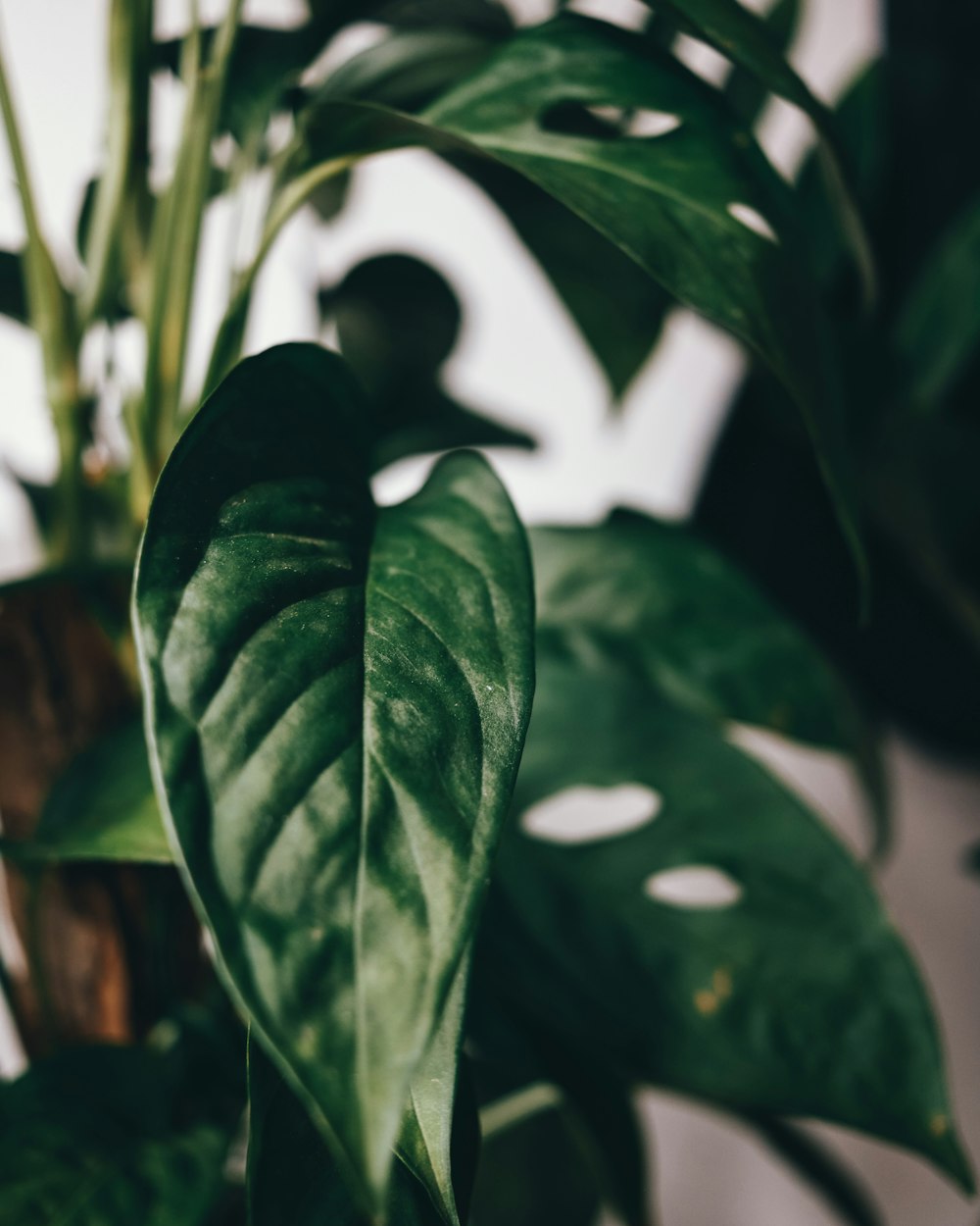 green leaves in close up photography