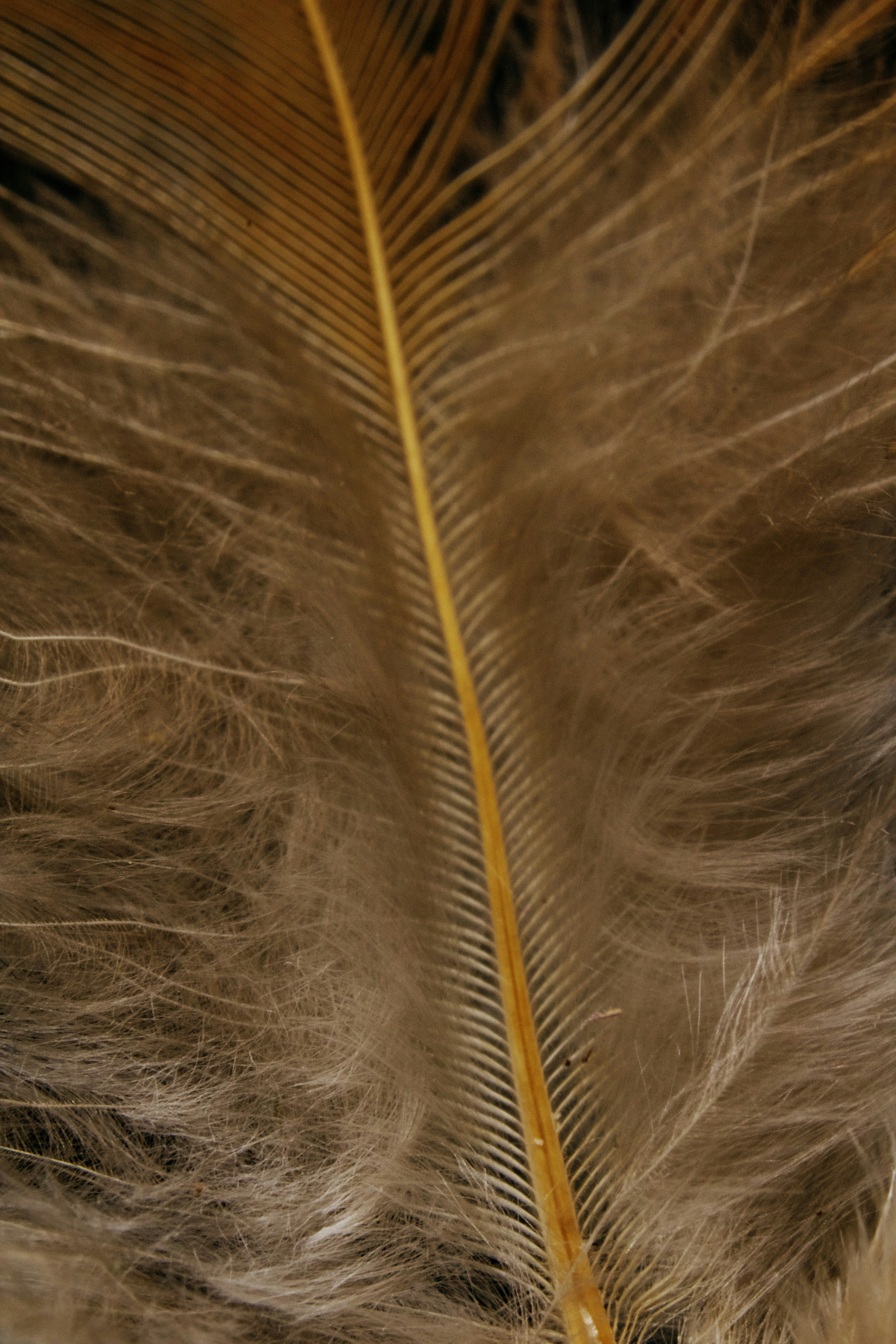 brown and white feather in close up photography