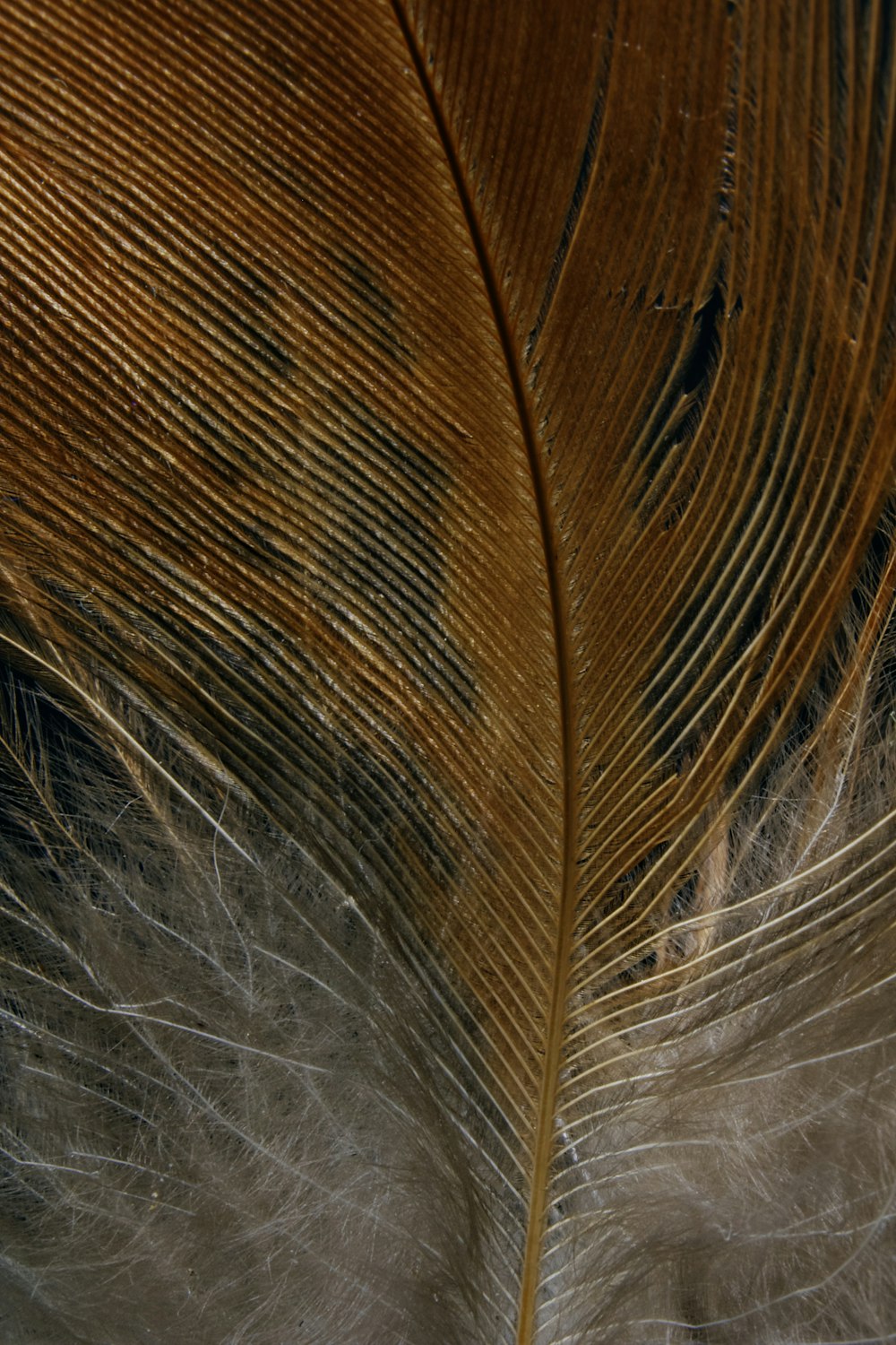 brown and white feather in close up photography