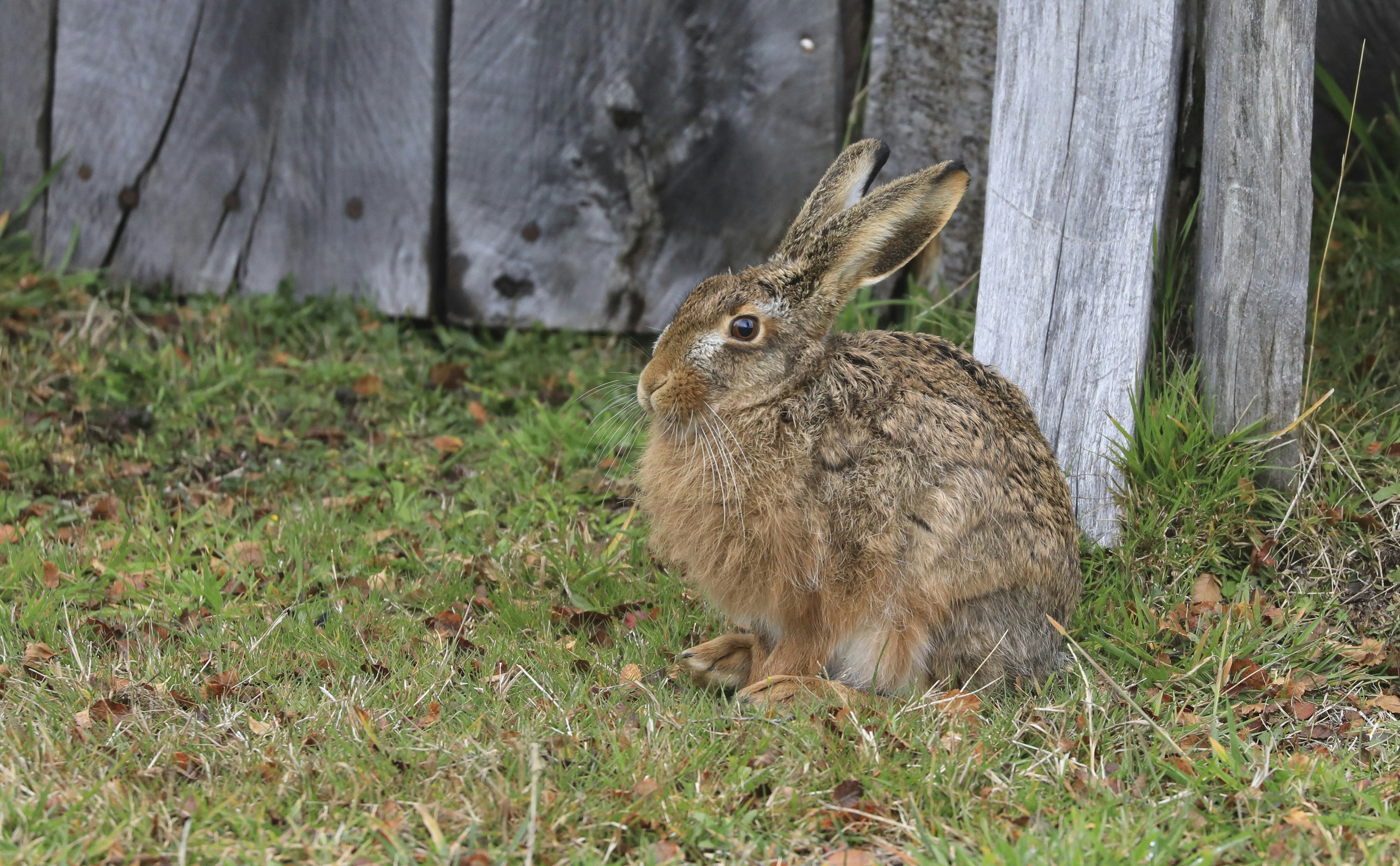 brown rabbit on green grass field during daytime