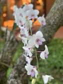 Clusters of white and pink orchids hanging gracefully from tree branches under soft sunlight.