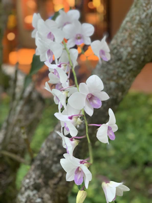 Clusters of white and pink orchids hanging gracefully from tree branches under soft sunlight.