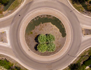 green tree on brown soil