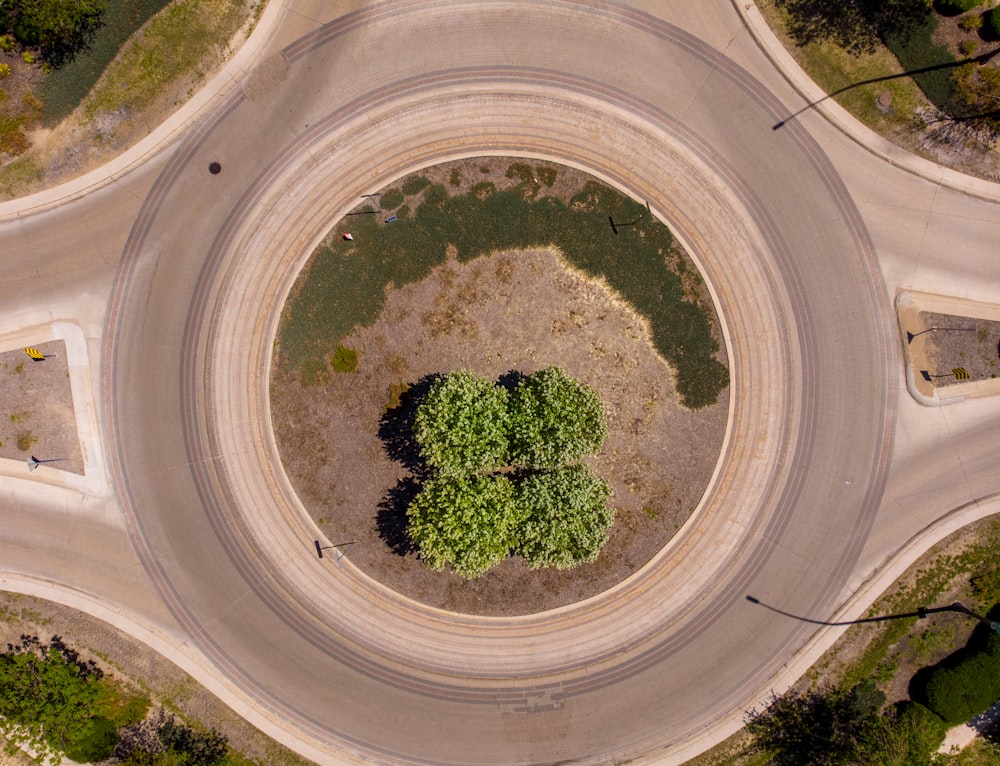 árbol verde sobre suelo marrón