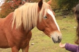 A person is gently feeding a brown horse with a white stripe on its face. The horse has a long, flowing mane and stands in a grassy field with trees in the background, some with autumn-colored leaves.