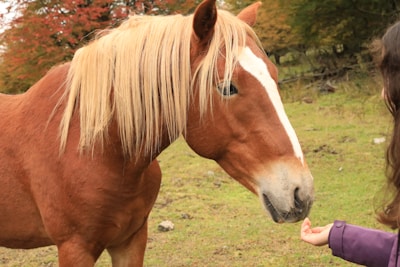 A person is gently feeding a brown horse with a white stripe on its face. The horse has a long, flowing mane and stands in a grassy field with trees in the background, some with autumn-colored leaves.
