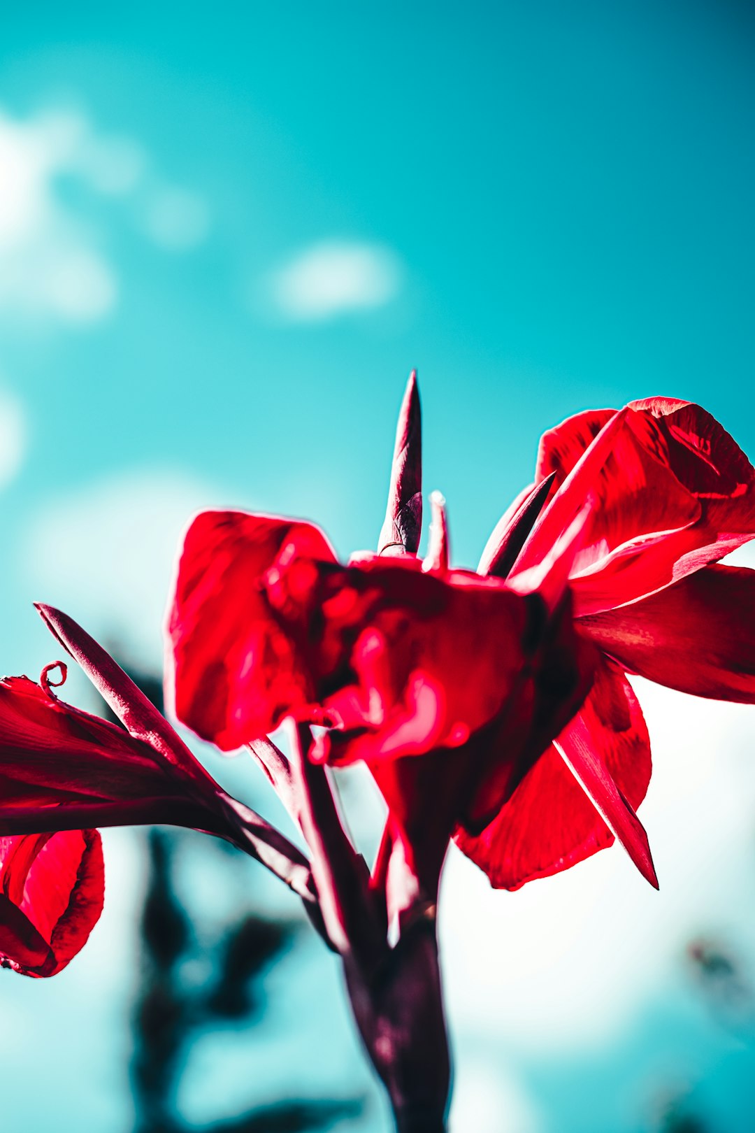 red flower in close up photography