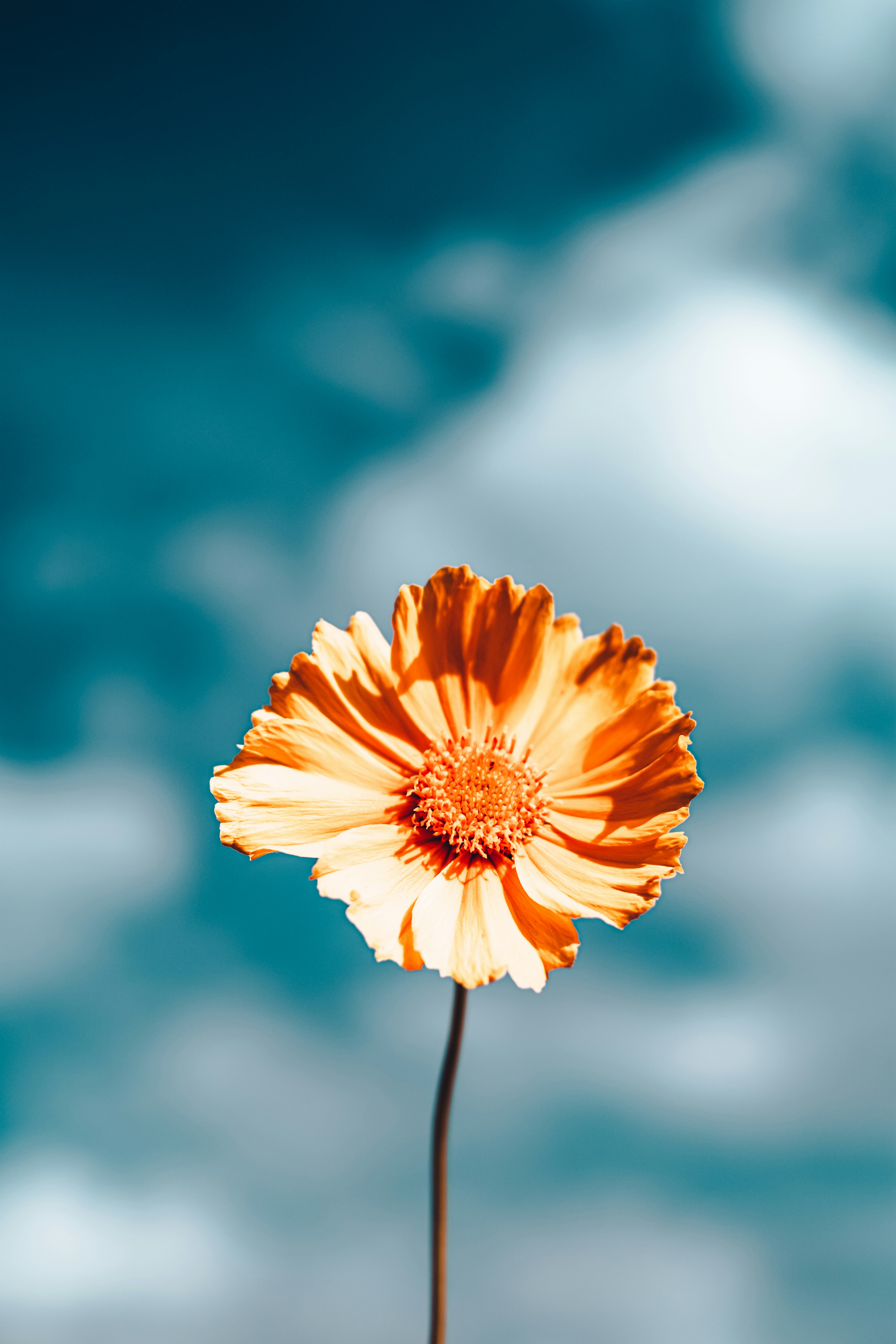 Photo by xiexianghua