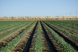 Wide open landscape of agricultural fields with rows of green crops stretching into the distance. The field is bordered by dry grass and distant power lines under a clear blue sky.
