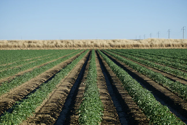 A wide open green agricultural field ready for sale in a major Indian city.