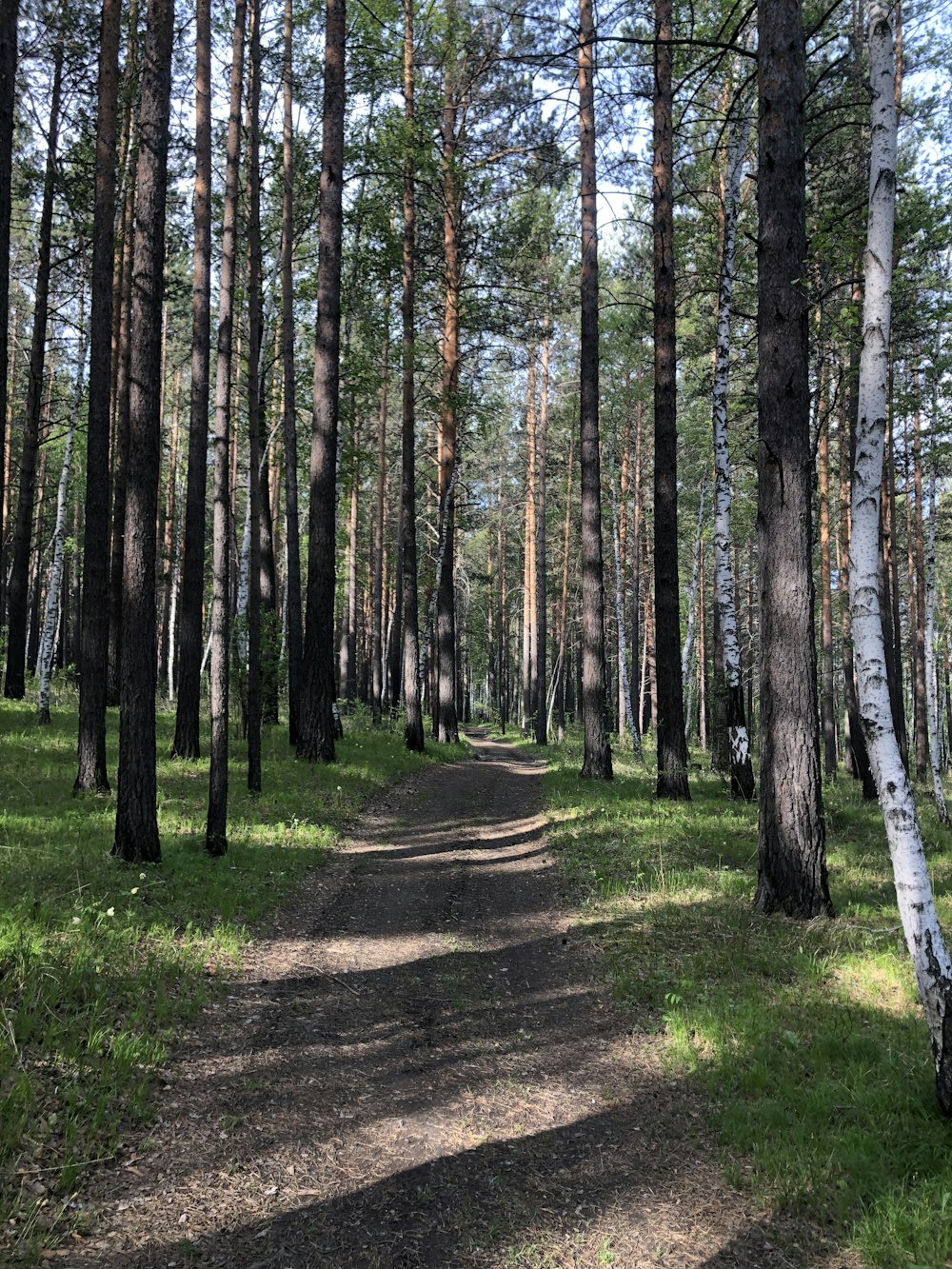 green grass and trees during daytime