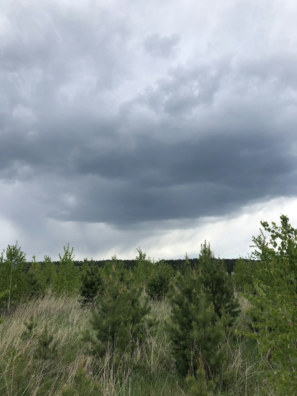 green trees under gray clouds