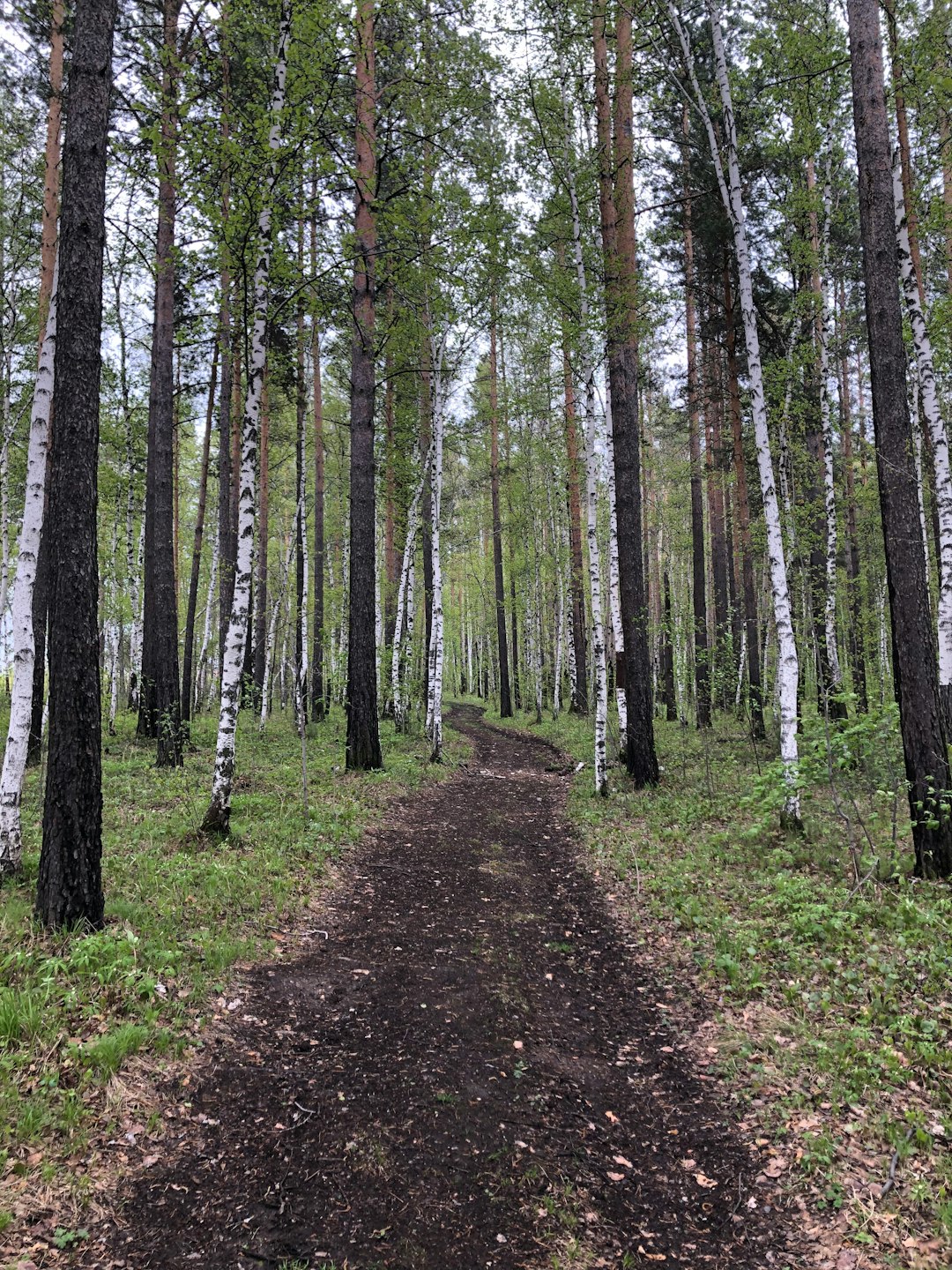 Forest photo spot Irkutskiy rayon Russia