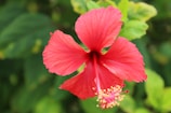 A vibrant red hibiscus flower with delicate petals and prominent stamen, set against a background of lush green leaves.
