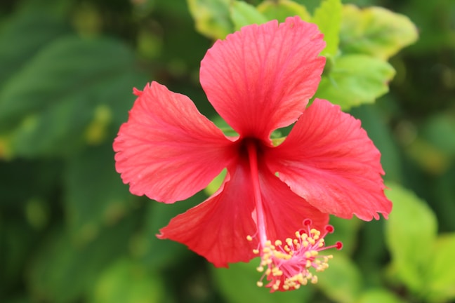 A vibrant red hibiscus flower with delicate petals and prominent stamen, set against a background of lush green leaves.