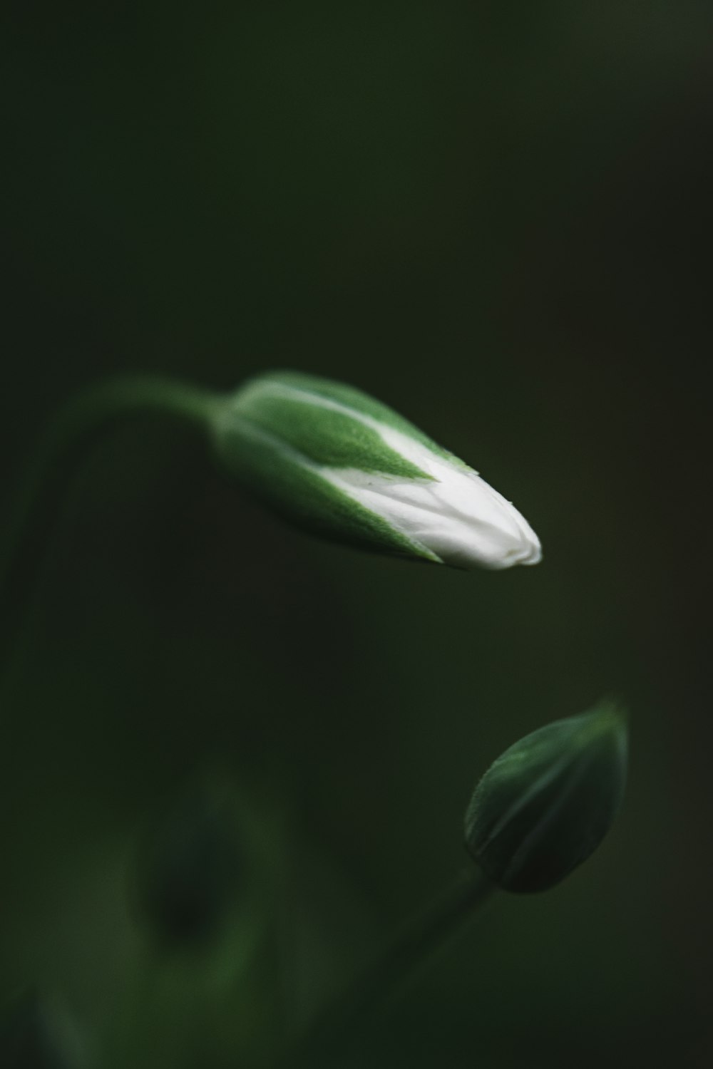 white flower bud in close up photography