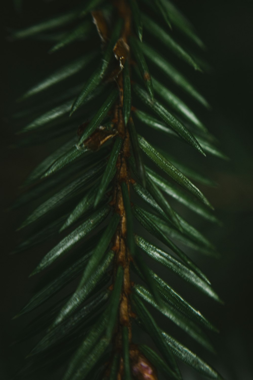 green palm tree in black background