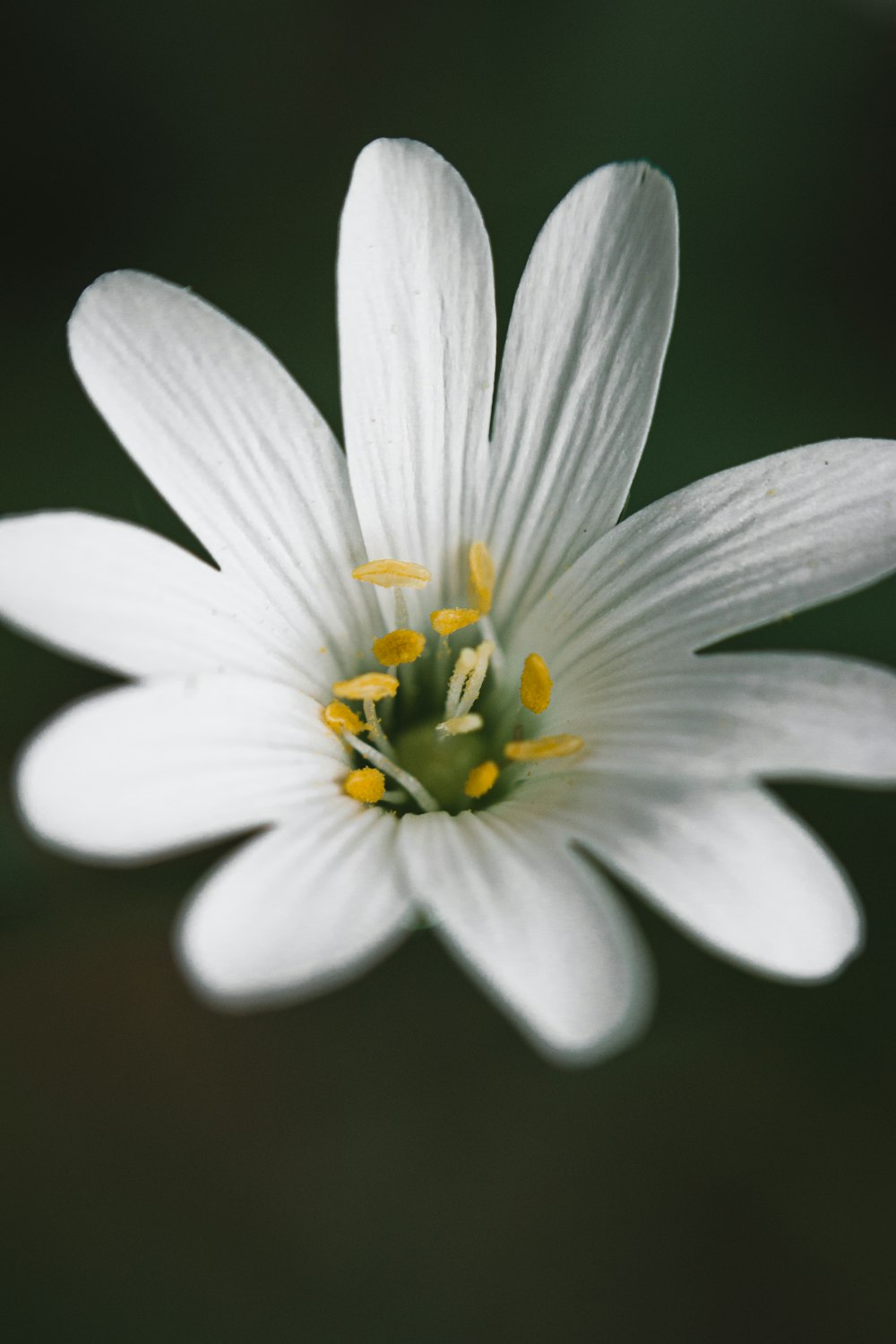 white flower with yellow stigma