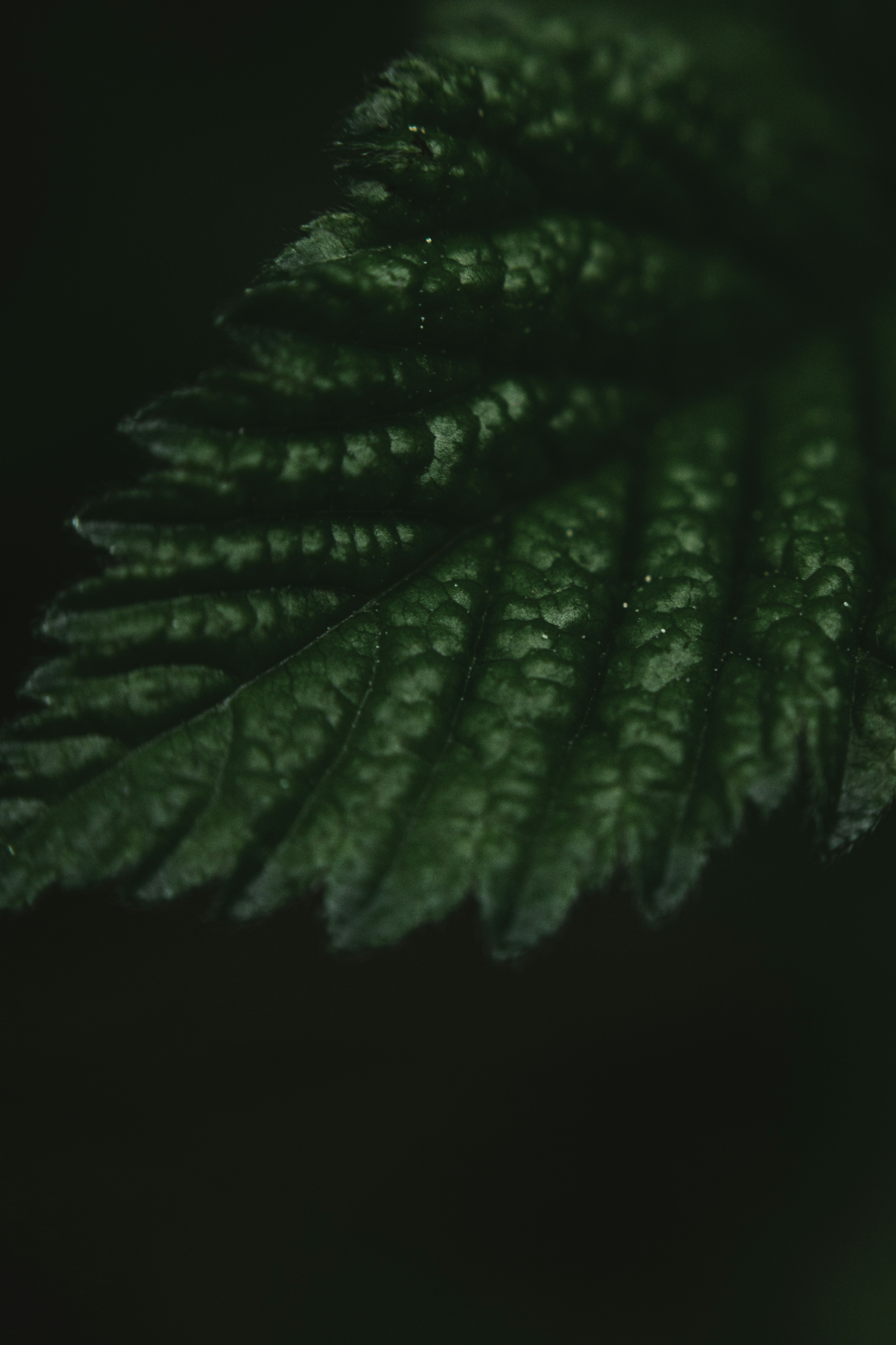 hoja verde en fondo negro