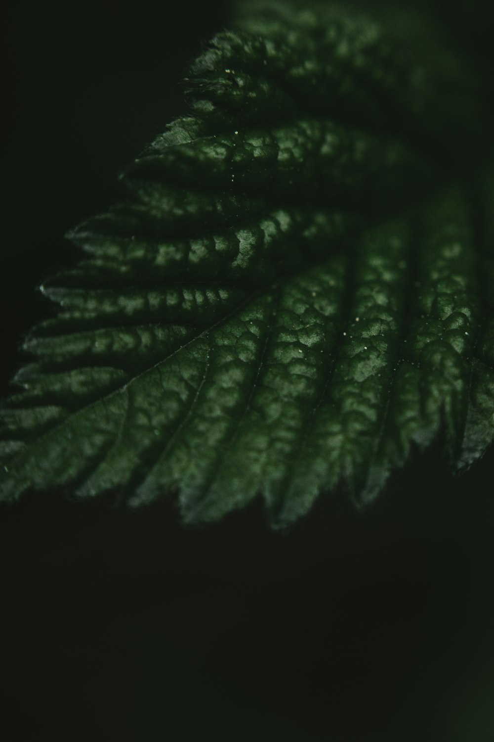 green leaf in black background