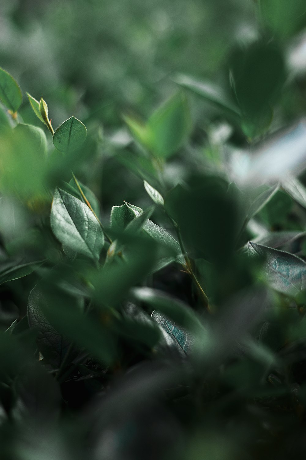 green leaves in macro lens