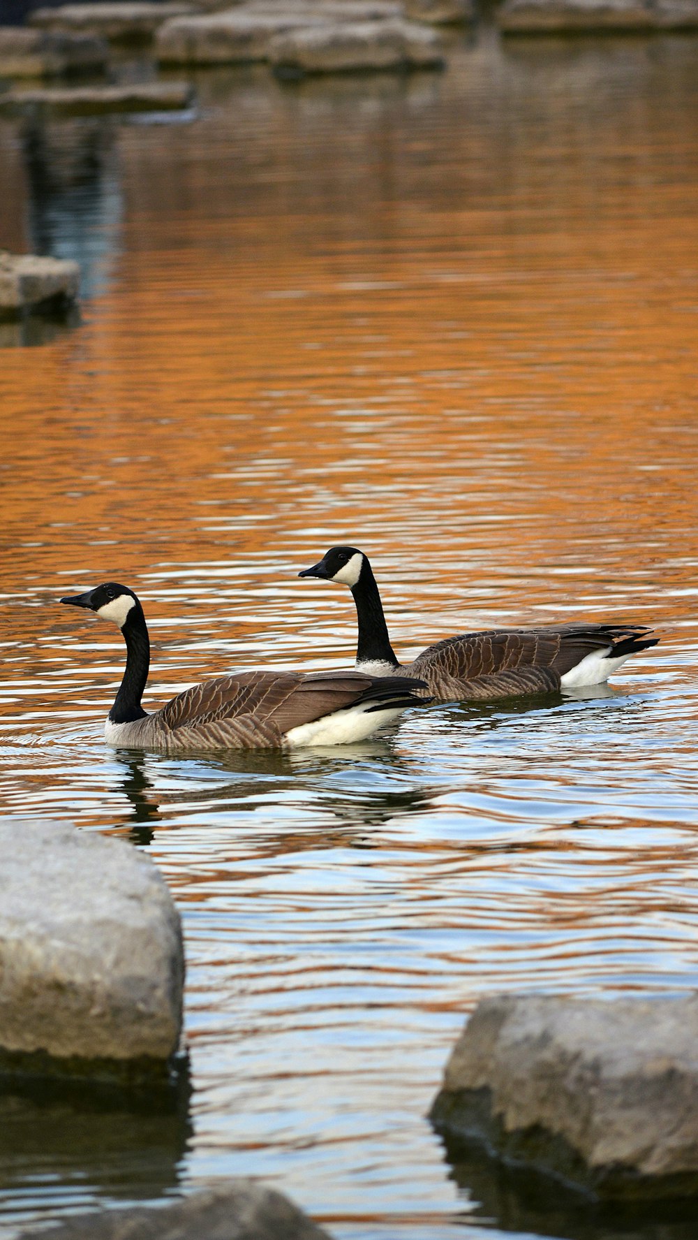 black and white duck on water during daytime