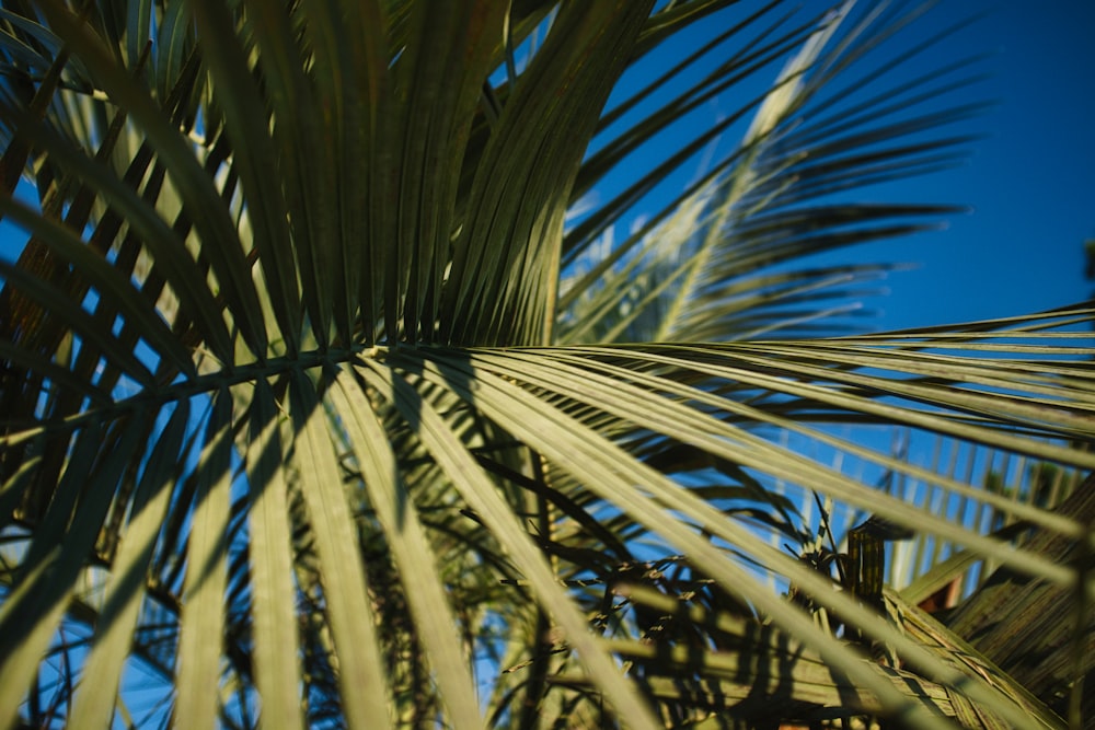 green palm tree during daytime