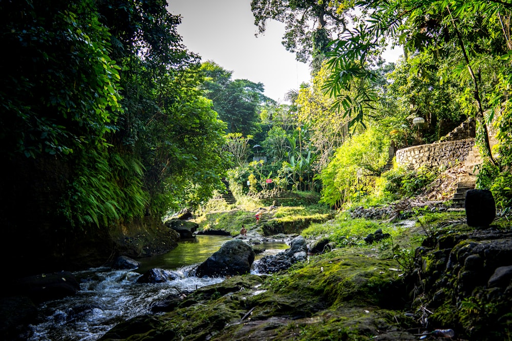 river in the middle of green trees