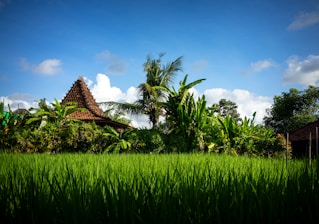 brown and white house surrounded by green grass under blue sky during daytime