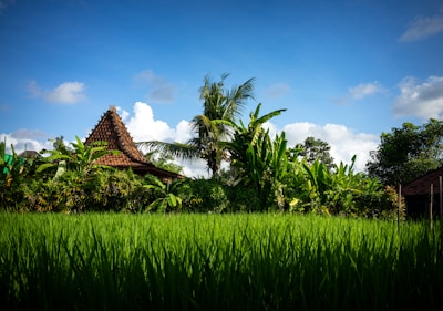 brown and white house surrounded by green grass under blue sky during daytime
