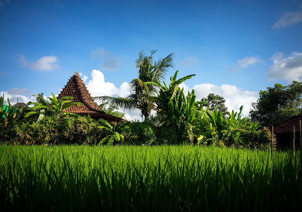 maison brune et blanche entourée d’herbe verte sous ciel bleu pendant la journée