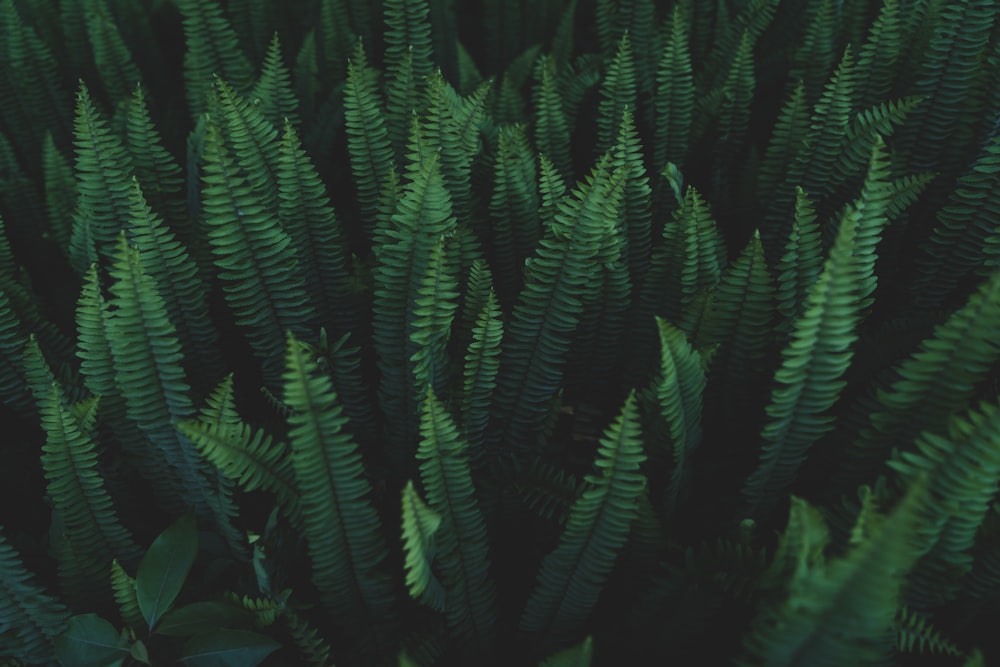 green fern plant in close up photography