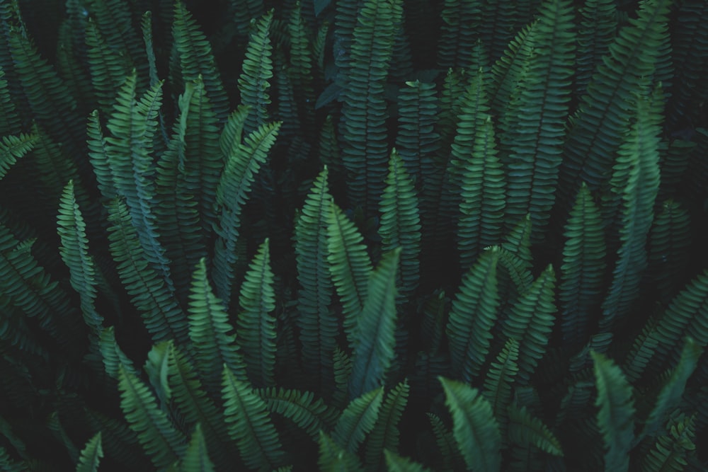 green fern plant in close up photography