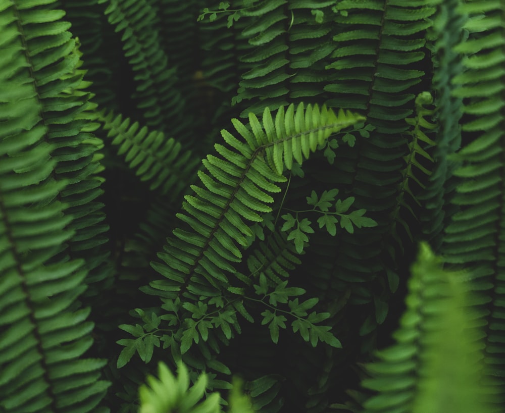 green fern plant in close up photography