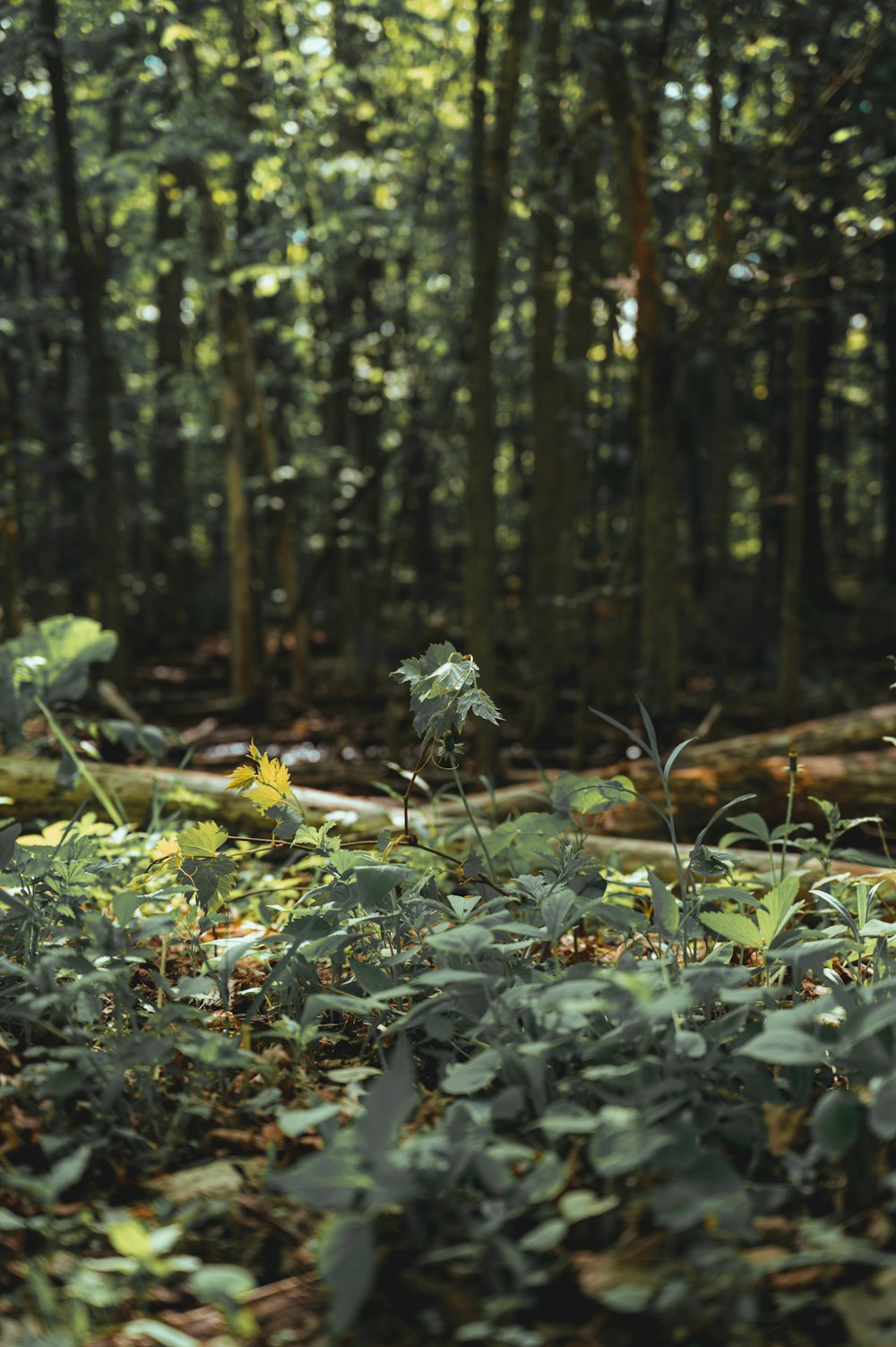 green and yellow leaves on ground