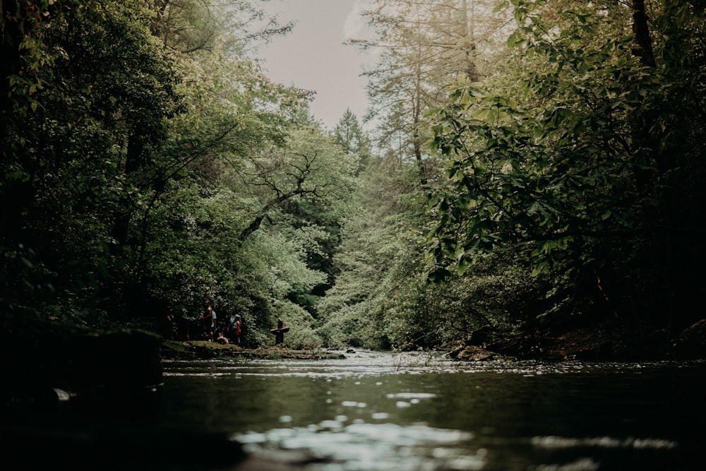 Grüne Bäume am Fluss während des Tages