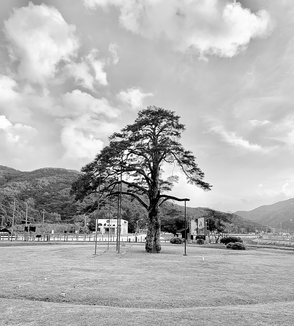 a black and white photo of a tree in a field